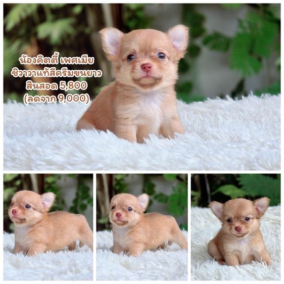 ชิวาวาแท้ ขนยาว พร้อมย้ายบ้าน รูปที่ 2