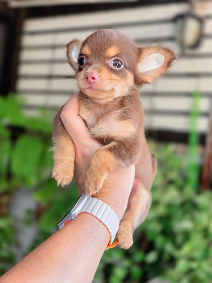 ชิวาวาแท้ ขนยาว พร้อมย้ายบ้าน รูปที่ 13