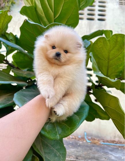 ปอมเมอเรเนียน (Pomeranian) เล็ก ปอมแท้