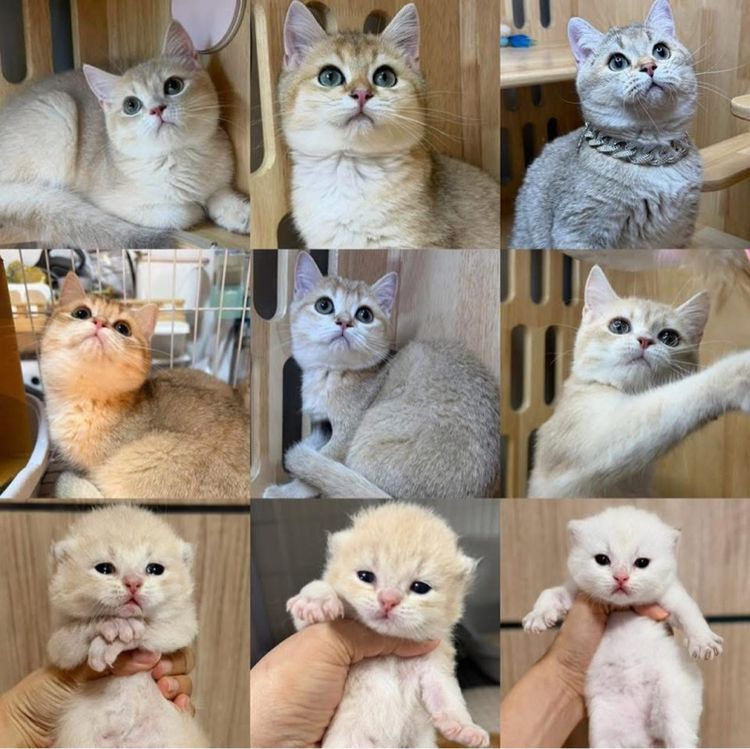 บริติช ผ่อนไปเลี้ยงไป