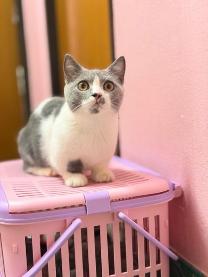 มันช์กิ้นบริติช รูปที่ 5