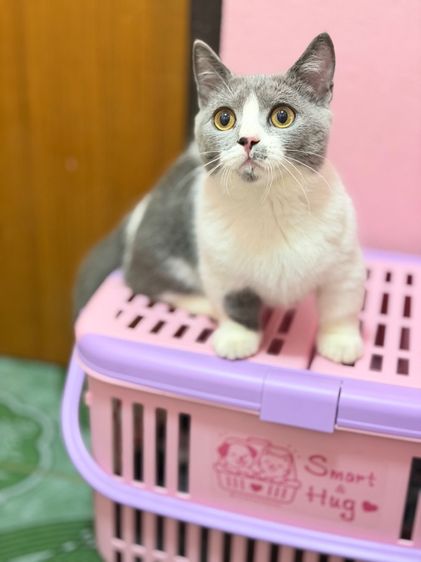 มันช์กิ้นบริติช รูปที่ 6