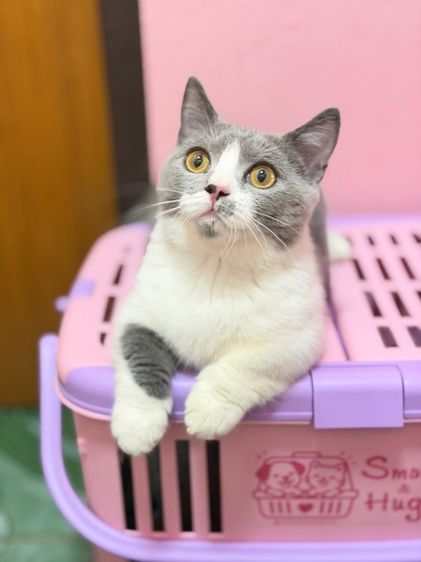 มันช์กิ้นบริติช รูปที่ 2