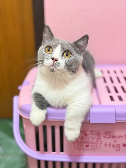 มันช์กิ้นบริติช