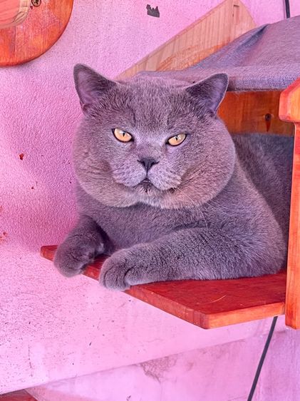 มันช์กิ้นบริติช รูปที่ 7