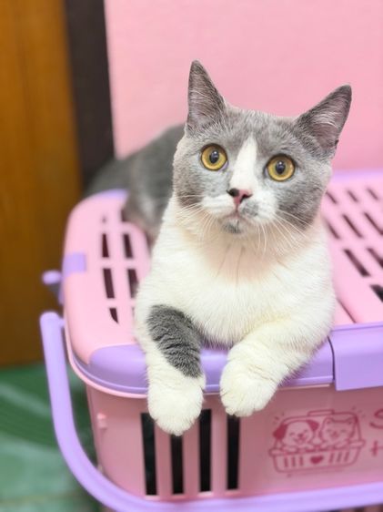 มันช์กิ้นบริติช รูปที่ 3