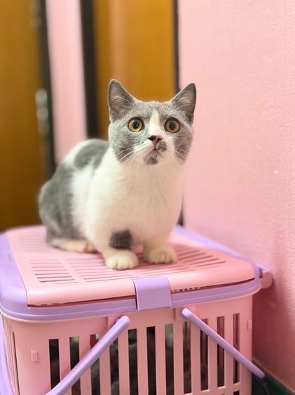 มันช์กิ้นบริติช รูปที่ 4