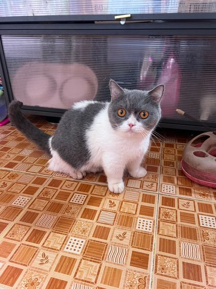 มันช์กิ้นบริติช รูปที่ 8