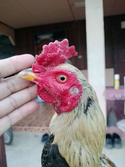 ไก่ชน รูปที่ 4