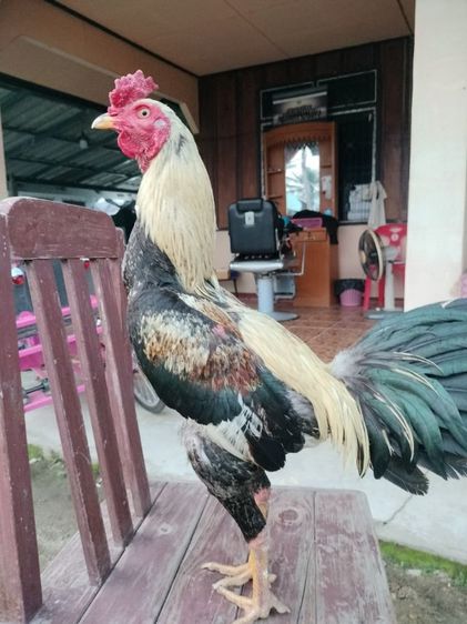 ไก่ชน รูปที่ 3