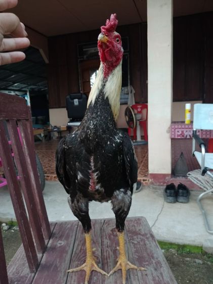 ไก่ชน รูปที่ 2