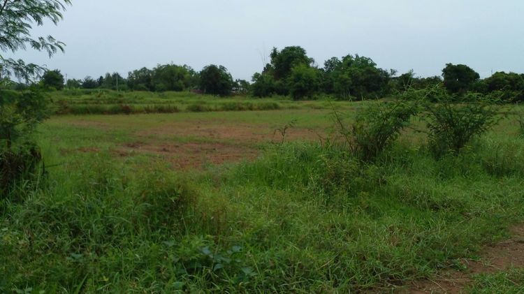 Land for Rent – 8 Rai, Prime Land with water and electricity in Mueang Nong Bua Lamphu - Thailand รูปที่ 4