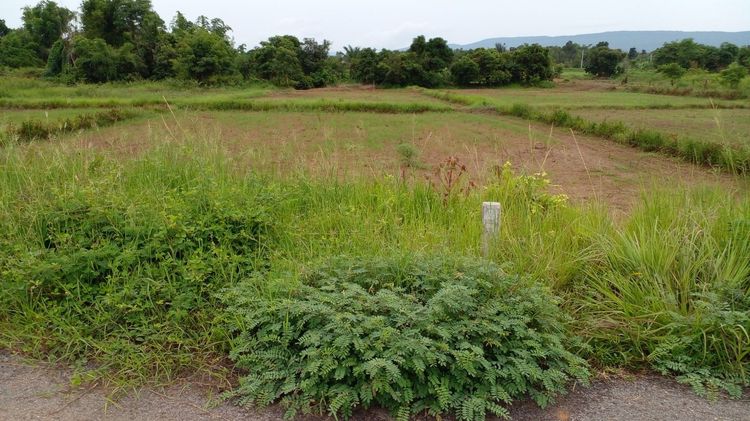 Land for Rent – 8 Rai, Prime Land with water and electricity in Mueang Nong Bua Lamphu - Thailand รูปที่ 2