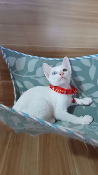 แมวขาวมณีตาสองสี เพศเมีย วัคซีนแล้ว1เข็มก่อนย้ายตรวจหัดแมวฟรีรับประกันเอดส์แมวกับรูคีเมียคะ