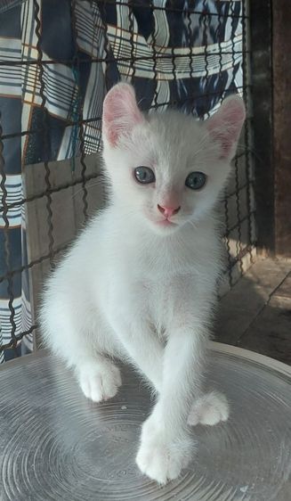 ลูกผสม แม่ขาวมณี พ่อ สฟิงซ์เด็กชายอายุ2เดือนกินอาหารเม็ดอาหารเปียกเป็นเข้ากะบะทรายเป็นแข็งแรงสมบูรณ์ รูปที่ 2