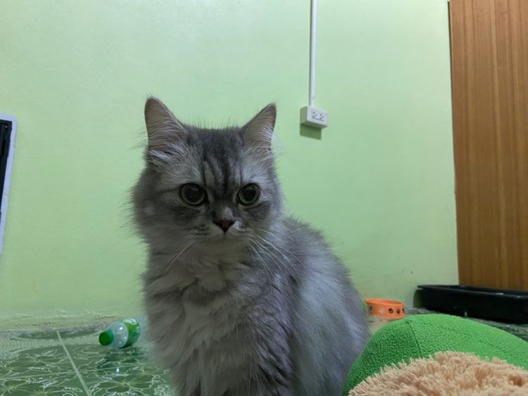 เปอร์เซีย (Persian) แมวเปอร์เชีย