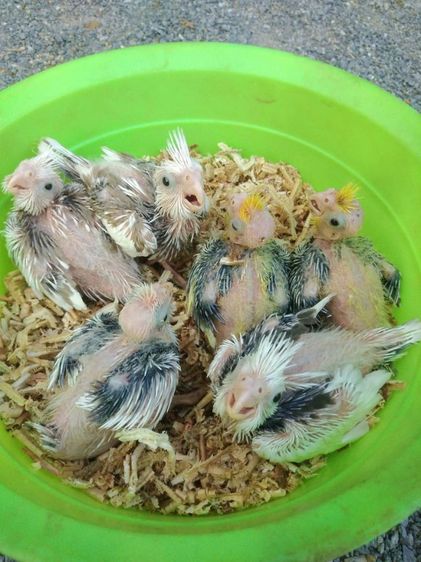 คอกคาเทล นกคอกเทล