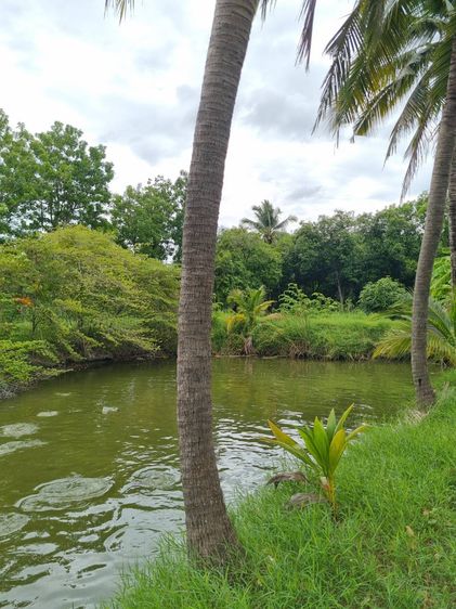 บ้านและที่ดิน รูปที่ 3