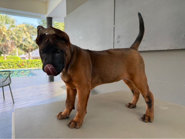 ไทยหลังอาน รูปที่ 2