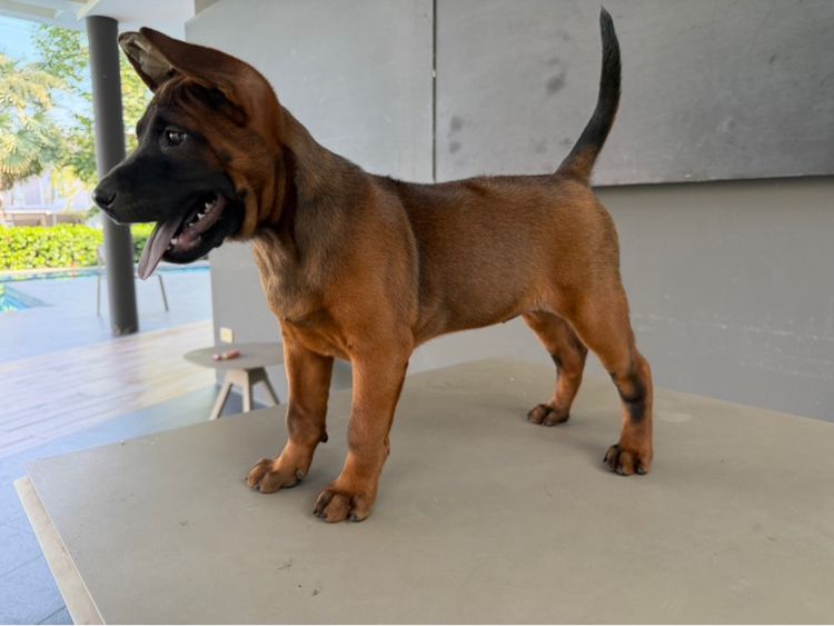 ไทยหลังอาน รูปที่ 3