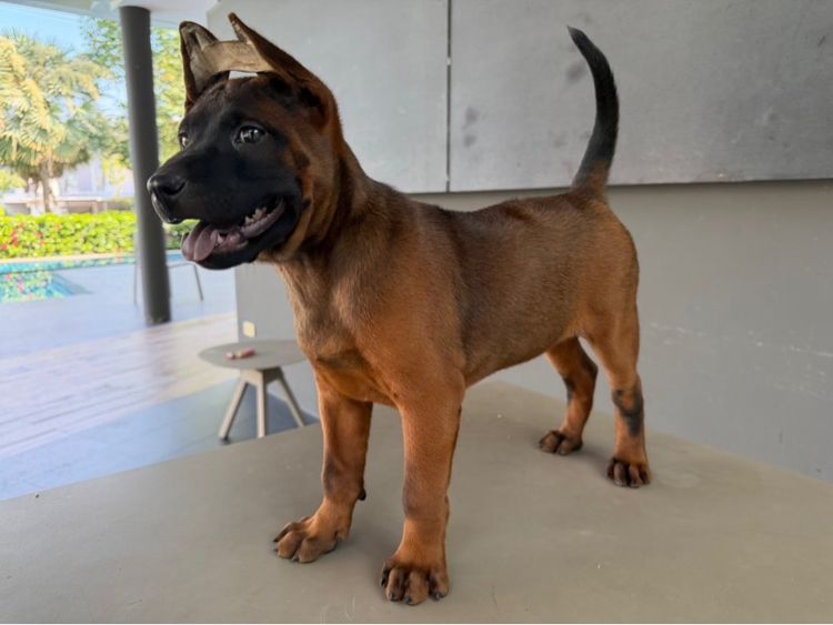 ไทยหลังอาน รูปที่ 4