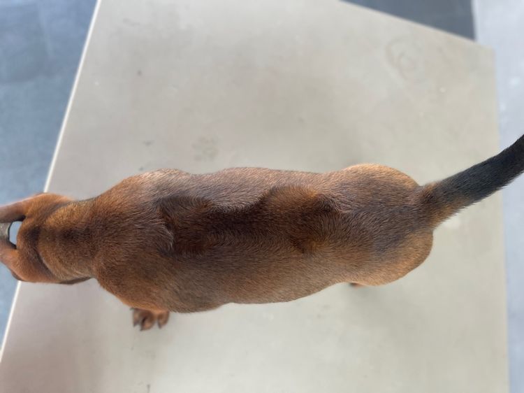 ไทยหลังอาน รูปที่ 5