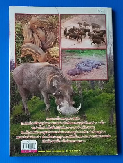 หนังสือหมูป่า