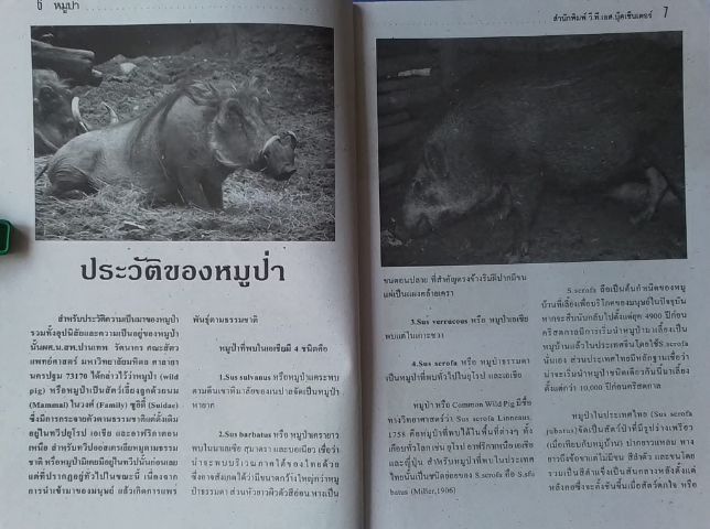 หนังสือหมูป่า รูปที่ 5