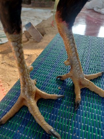 ไก่ชน รูปที่ 7