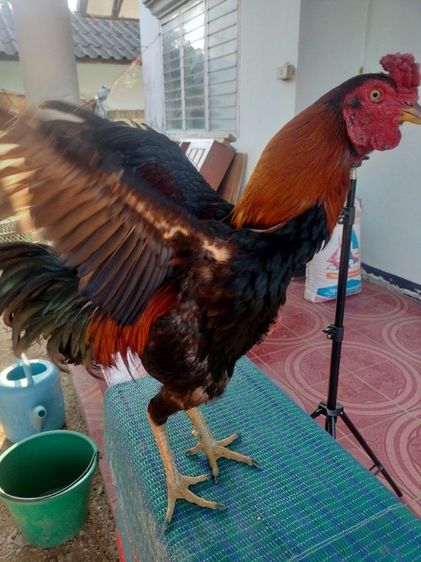 ไก่ชน รูปที่ 6