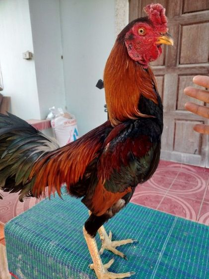 ไก่ชน รูปที่ 2