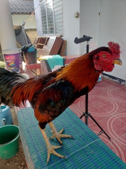 ไก่ชน รูปที่ 5