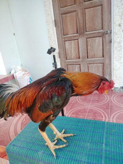 ไก่ชน รูปที่ 3