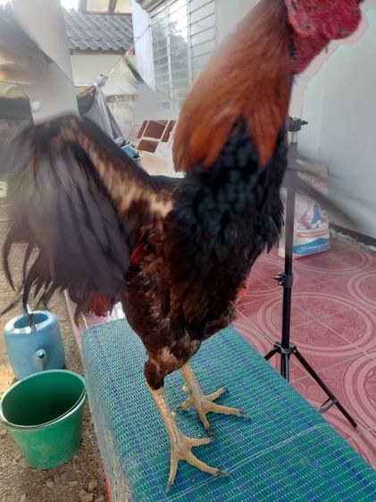 ไก่ชน รูปที่ 8