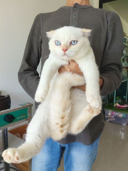 scottish fold เพศผู้ รูปที่ 6