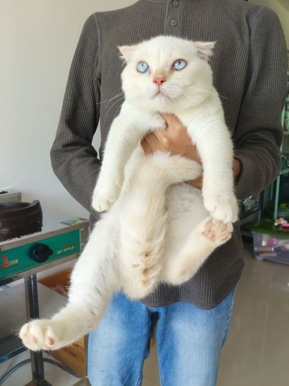 scottish fold เพศผู้ รูปที่ 3