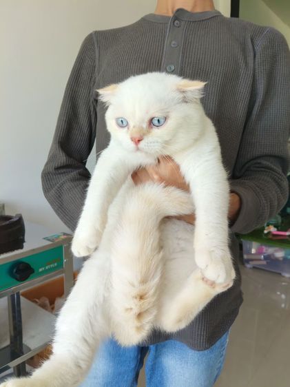 scottish fold เพศผู้ รูปที่ 5