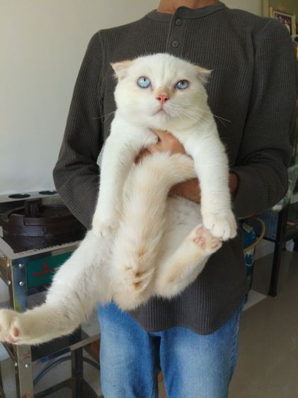 scottish fold เพศผู้ รูปที่ 4