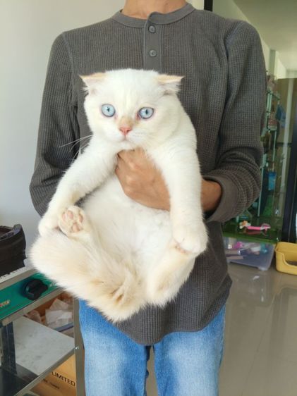 scottish fold เพศผู้ รูปที่ 7