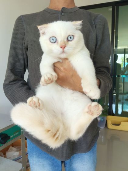 scottish fold เพศผู้ รูปที่ 2