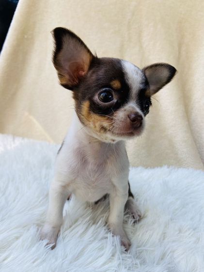 ชิวาว่าขนสั้น รูปที่ 5