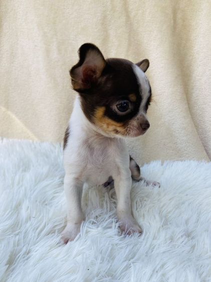 ชิวาว่าขนสั้น รูปที่ 6