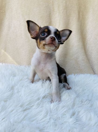 ชิวาว่าขนสั้น