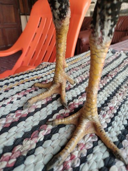 ไก่ชน รูปที่ 5