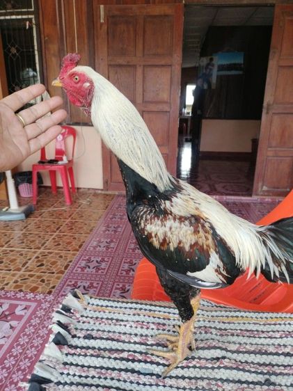 ไก่ชน รูปที่ 2