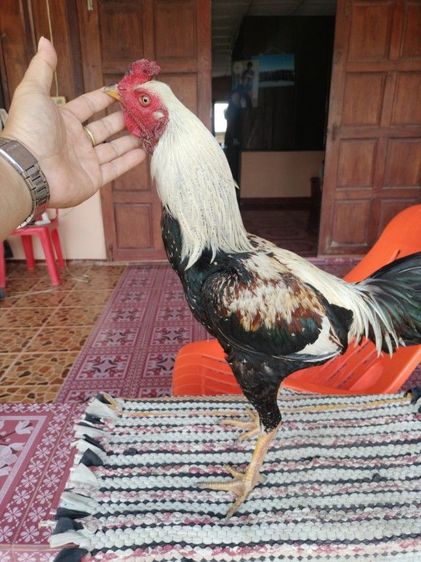 ไก่ชน รูปที่ 3