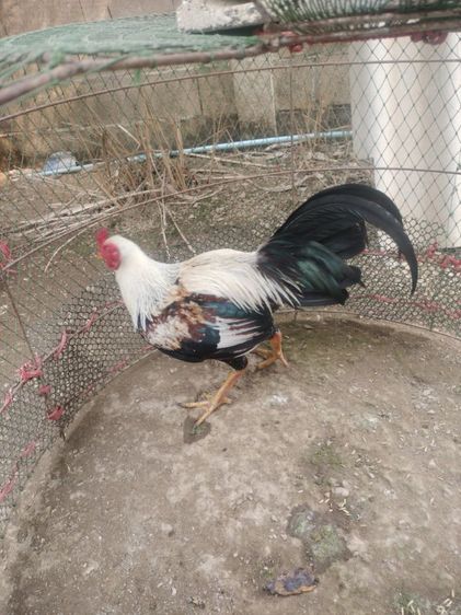 ไก่ชน รูปที่ 7