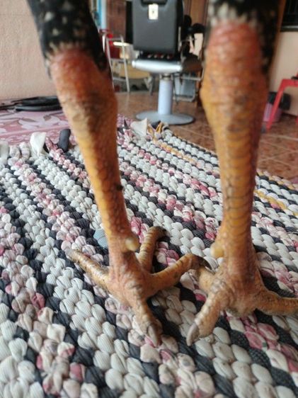 ไก่ชน รูปที่ 4