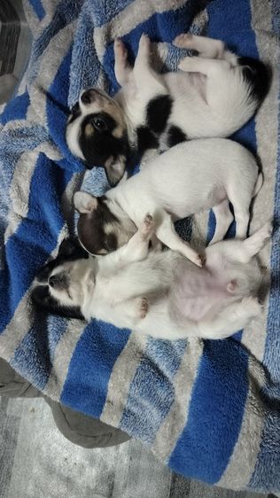 ชิวาว่า 