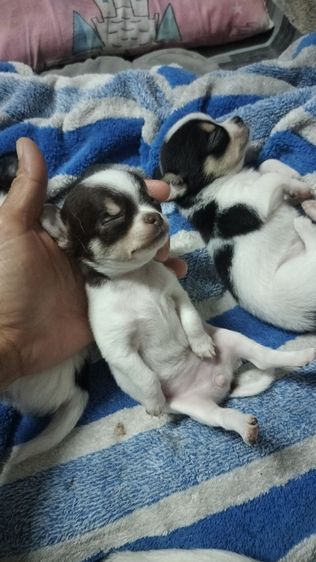 ชิวาว่า  รูปที่ 6